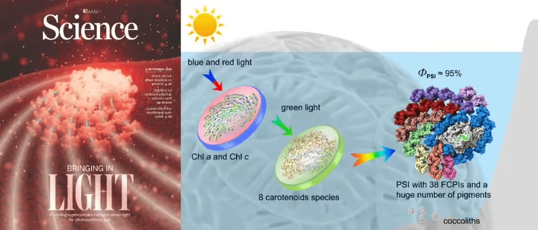 Science封面颗石藻