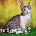 猫的图像与神经元状态