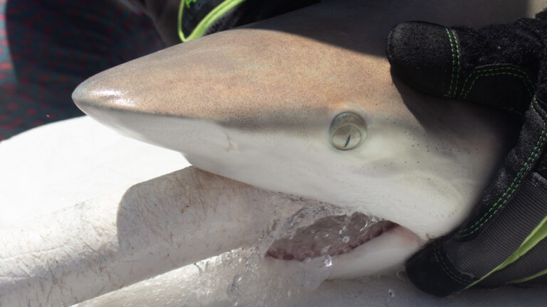 Image of gloved hands holding the back of a shark's head while a white tube is inserted into its mouth.